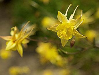 Key社15周年纪念作《Harmonia》NS版 10月20日发售